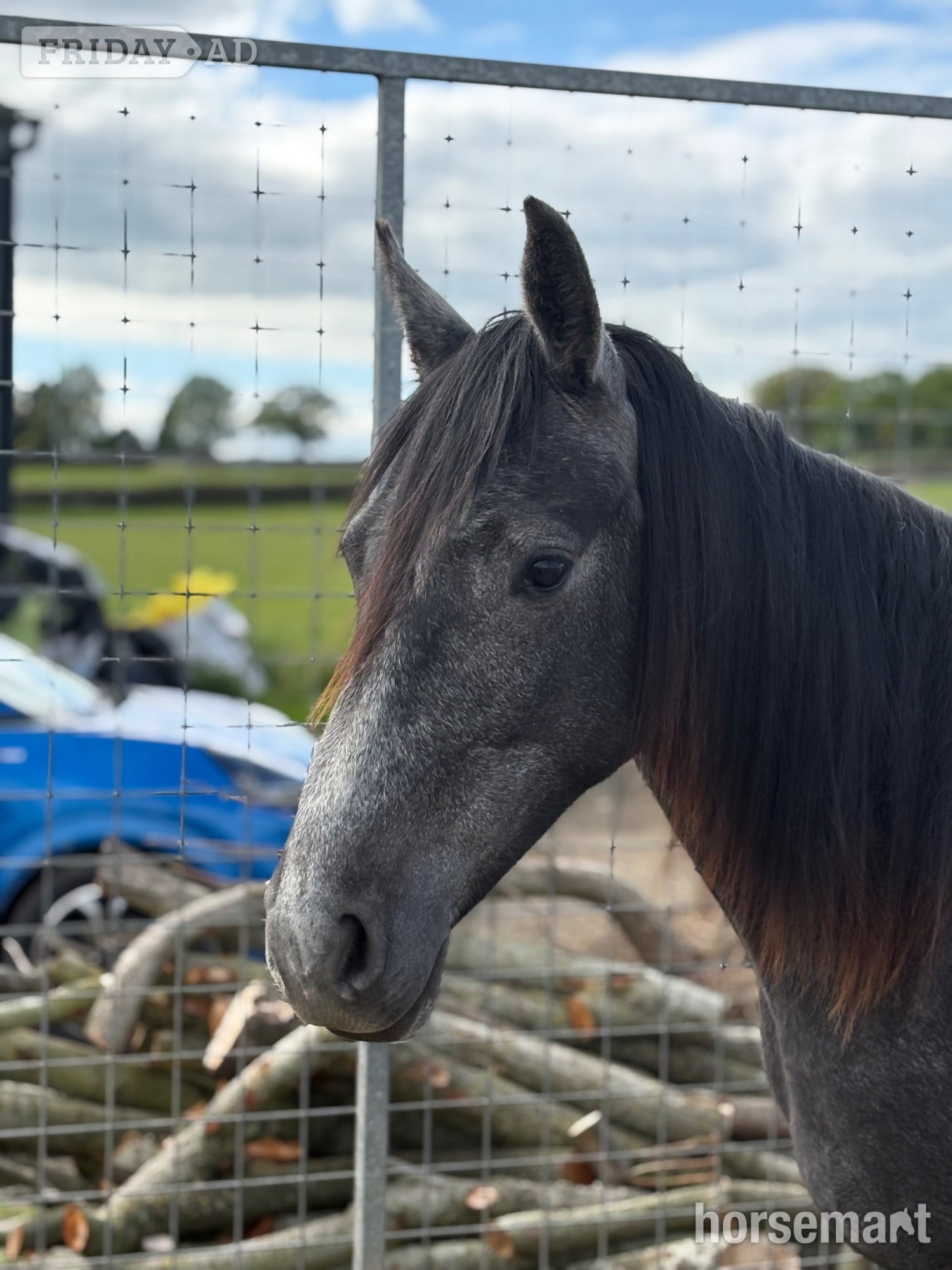 "Willow" Grey Filly Youngstock / Foal in Bingley