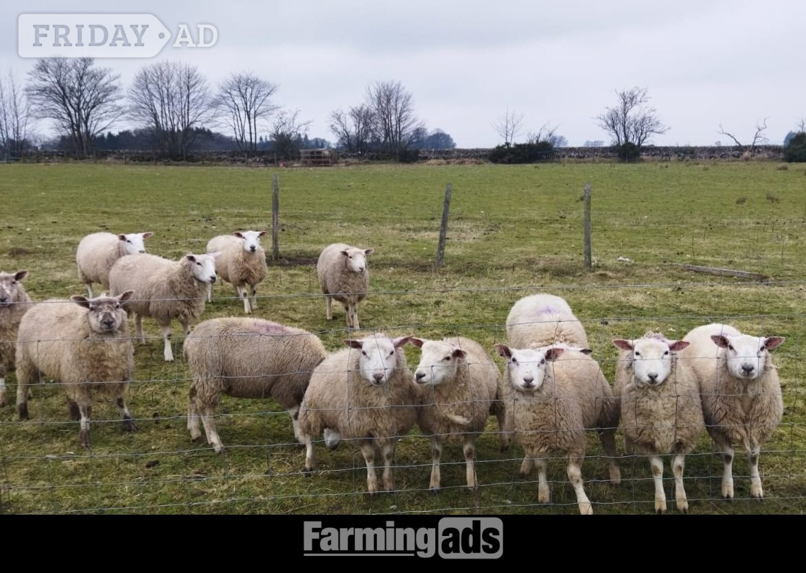Finishing Lambs Cross Tex &amp; Charolais (20) in Peat Inn