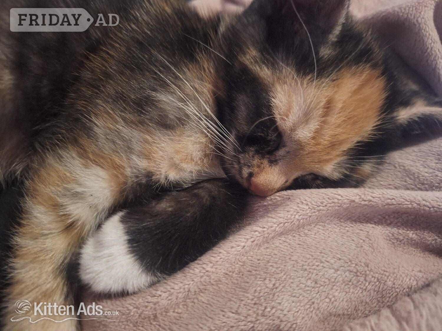 2 female  kittens. mother siameseseal point father ginger tom - Cats & Kittens in Southend-On-Sea