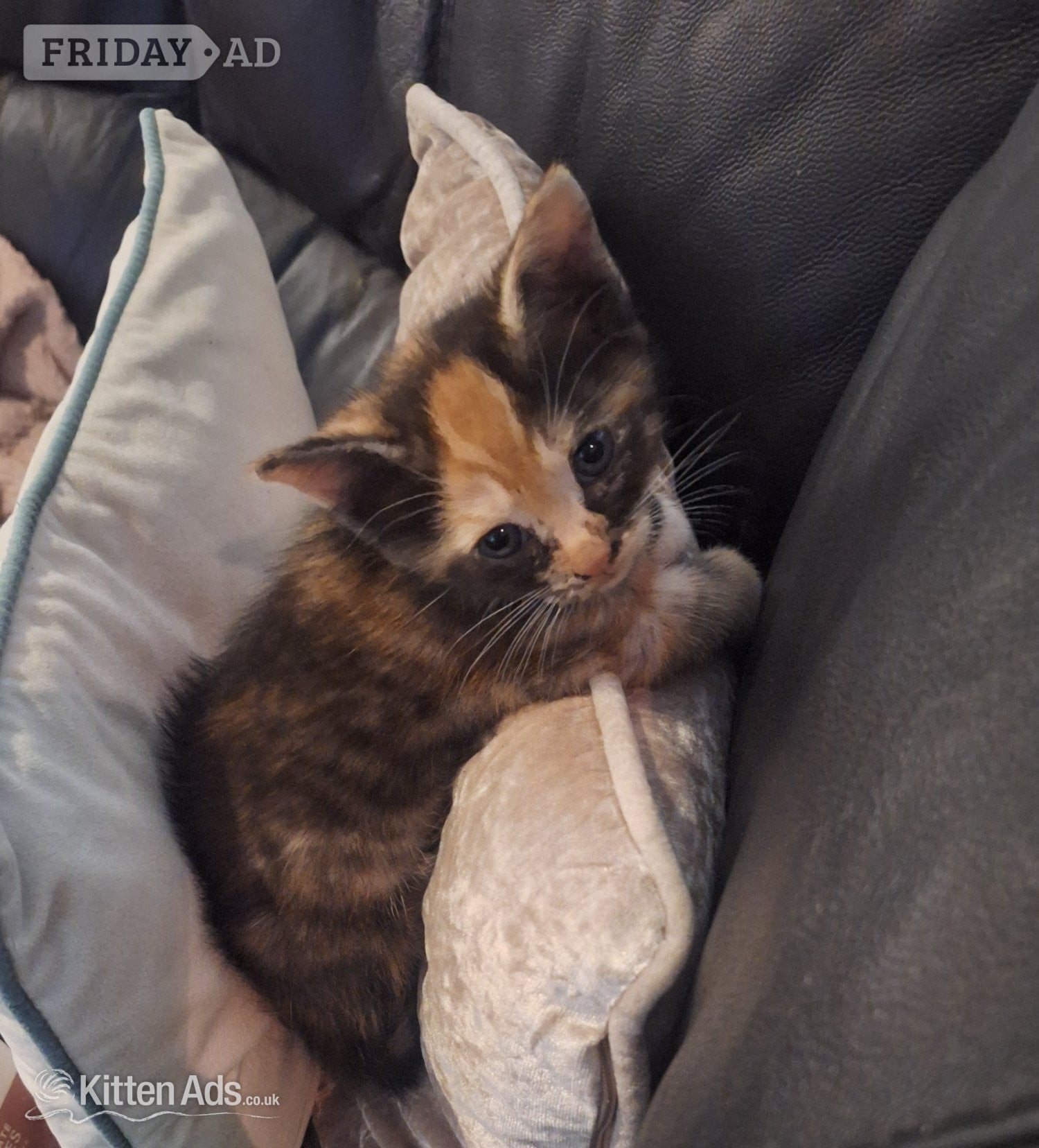 2 female  kittens. mother siameseseal point father ginger tom