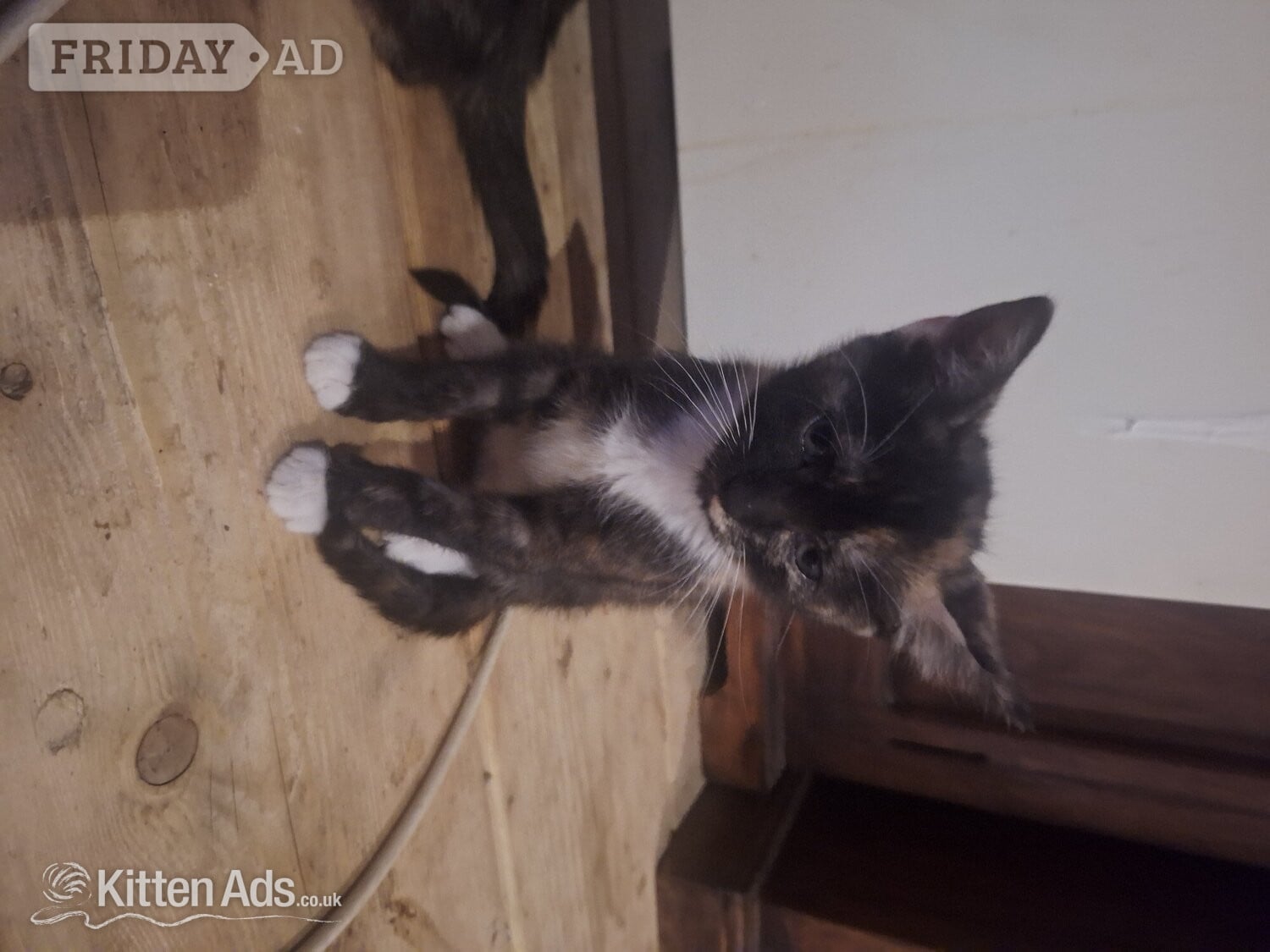 2 female  kittens. mother siameseseal point father ginger tom in Southend-On-Sea