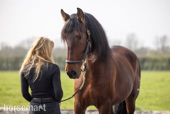 "Orquideo Ancla II" Bay Gelding Dressage Horse