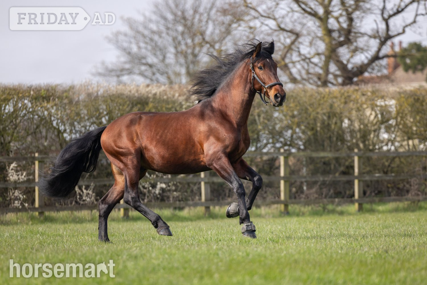 "Orquideo Ancla II" Bay Gelding Dressage Horse
