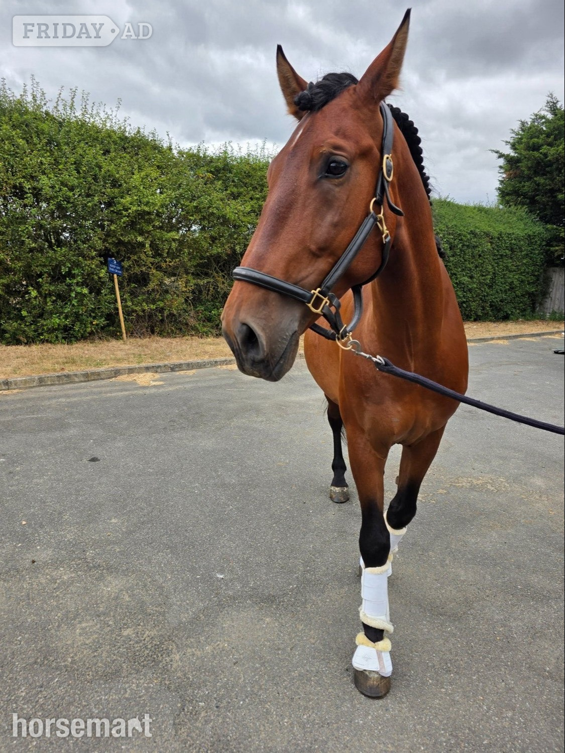 "Orquideo Ancla II" Bay Gelding Dressage Horse