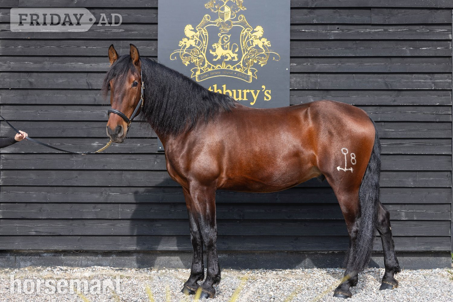 Althorne "Orquideo Ancla II" Bay Gelding Dressage Horse