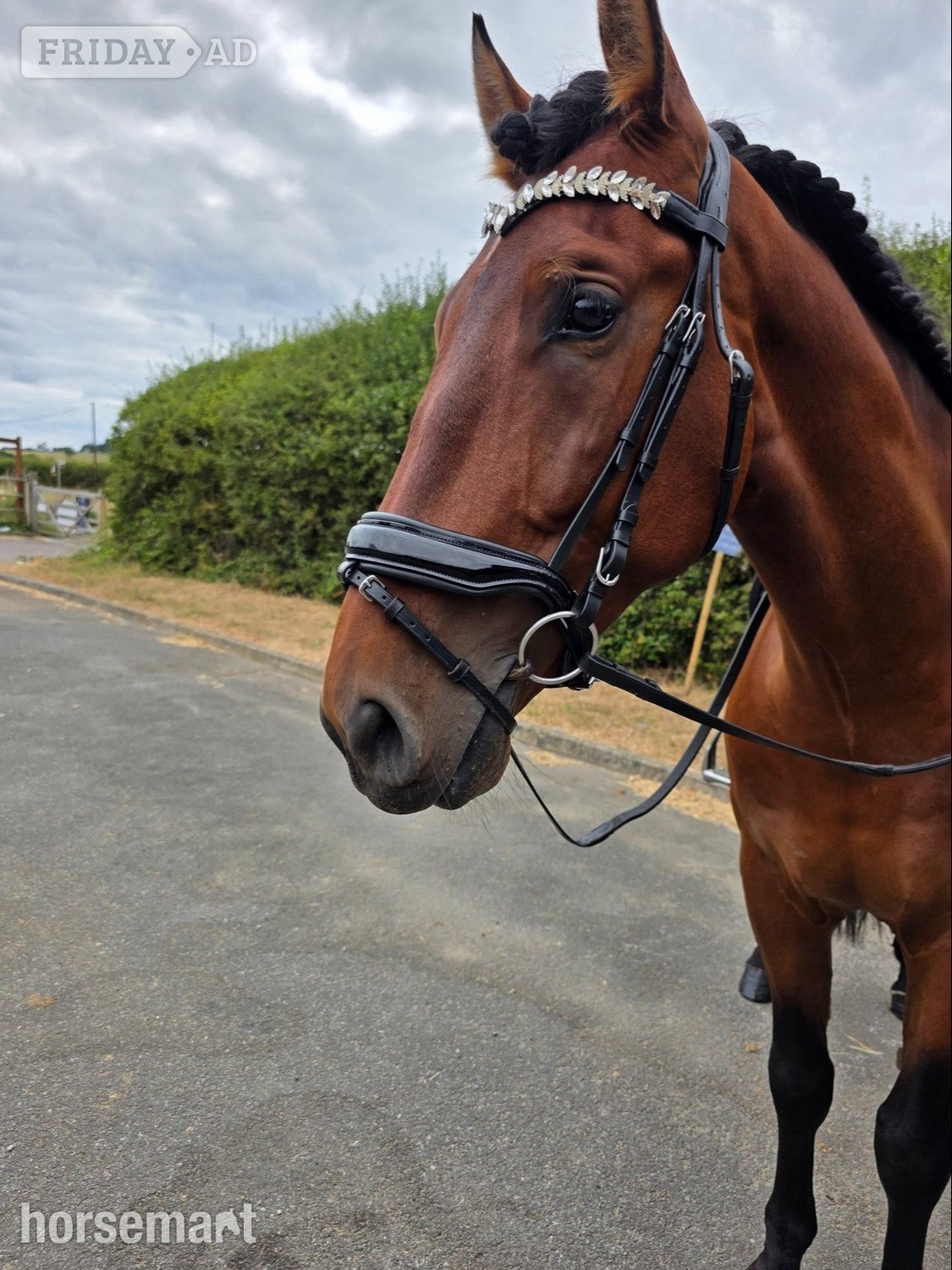 Althorne "Orquideo Ancla II" Bay Gelding Dressage Horse