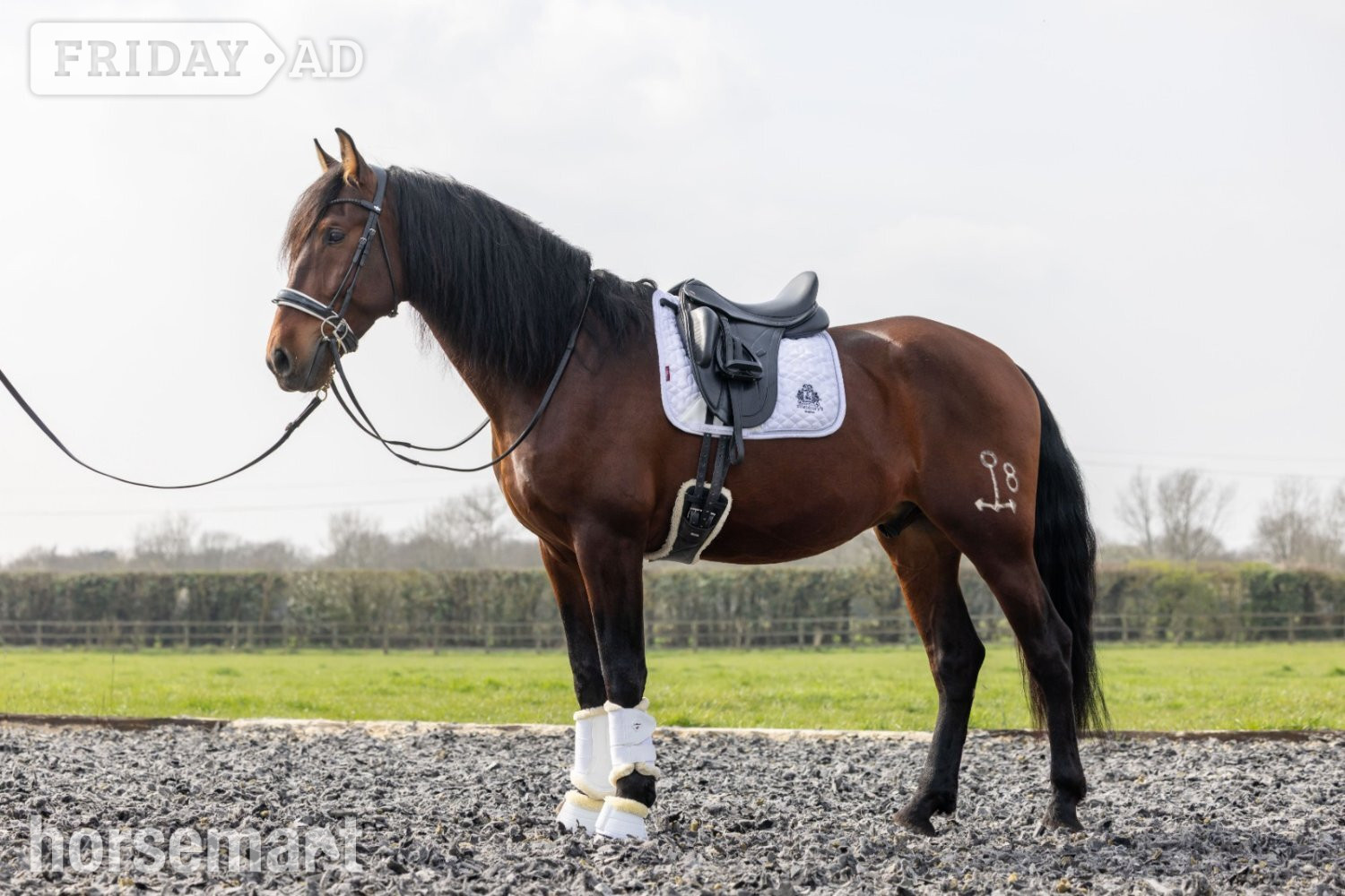 "Orquideo Ancla II" Bay Gelding Dressage Horse - Horses in Althorne