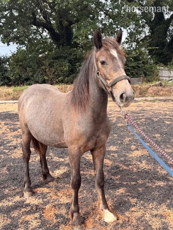 "Billy " Roan Colt Youngstock / Foal