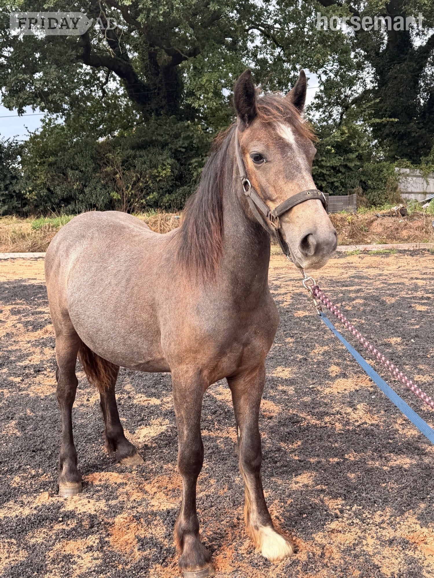 "Billy " Roan Colt Youngstock / Foal in Wolverhampton