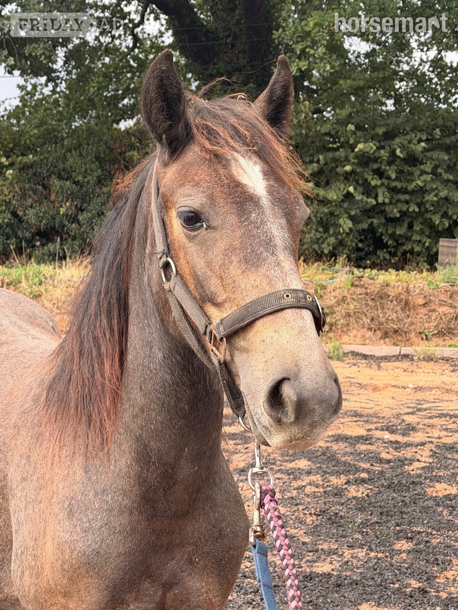 "Billy " Roan Colt Youngstock / Foal