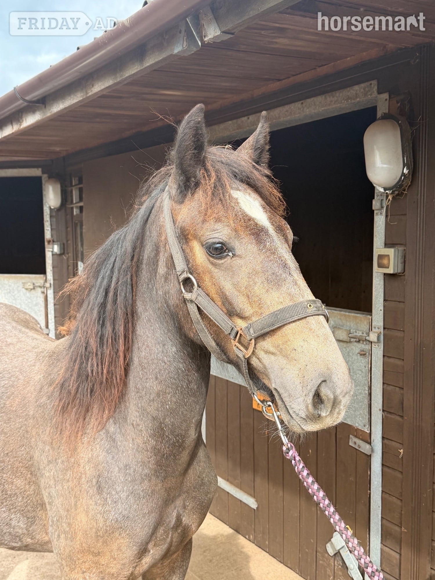 Wolverhampton "Billy " Roan Colt Youngstock / Foal