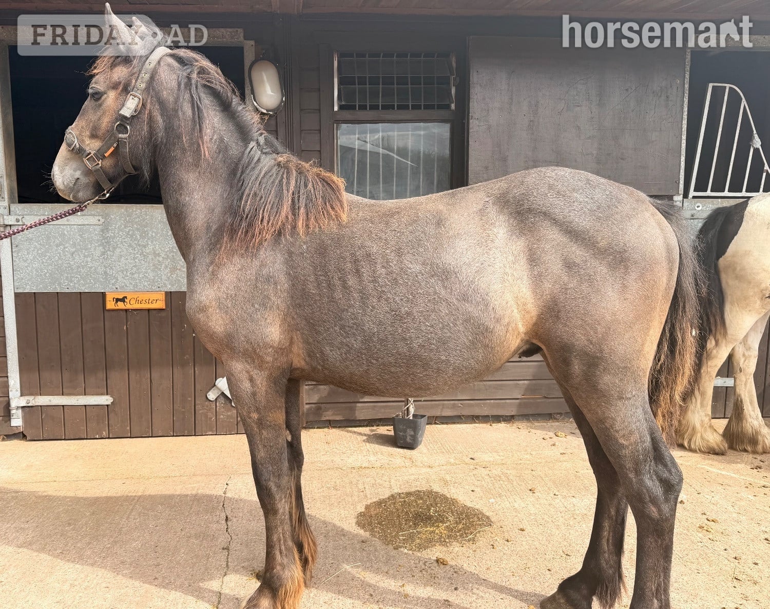 "Billy " Roan Colt Youngstock / Foal - Horses in Wolverhampton