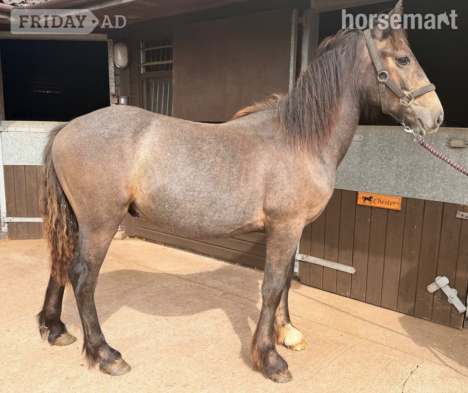 "Billy " Roan Colt Youngstock / Foal - Horses