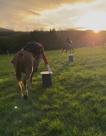 "Nala " Liver Chestnut Mare Pony Club Pony