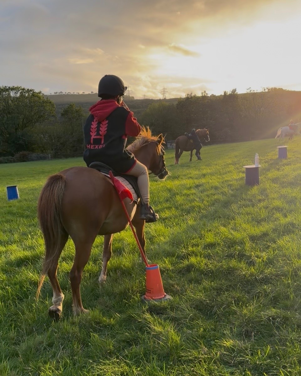 "Nala " Liver Chestnut Mare Pony Club Pony