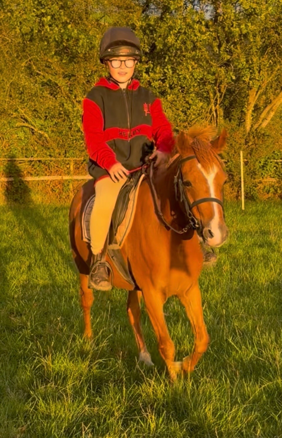 Neath "Nala " Liver Chestnut Mare Pony Club Pony