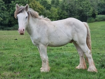 "Ewyas Jesse" Blue &amp; White Gelding Youngstock / Foal