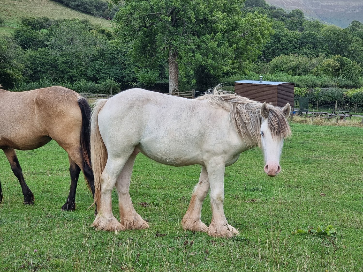 "Ewyas Jesse" Blue &amp; White Gelding Youngstock / Foal