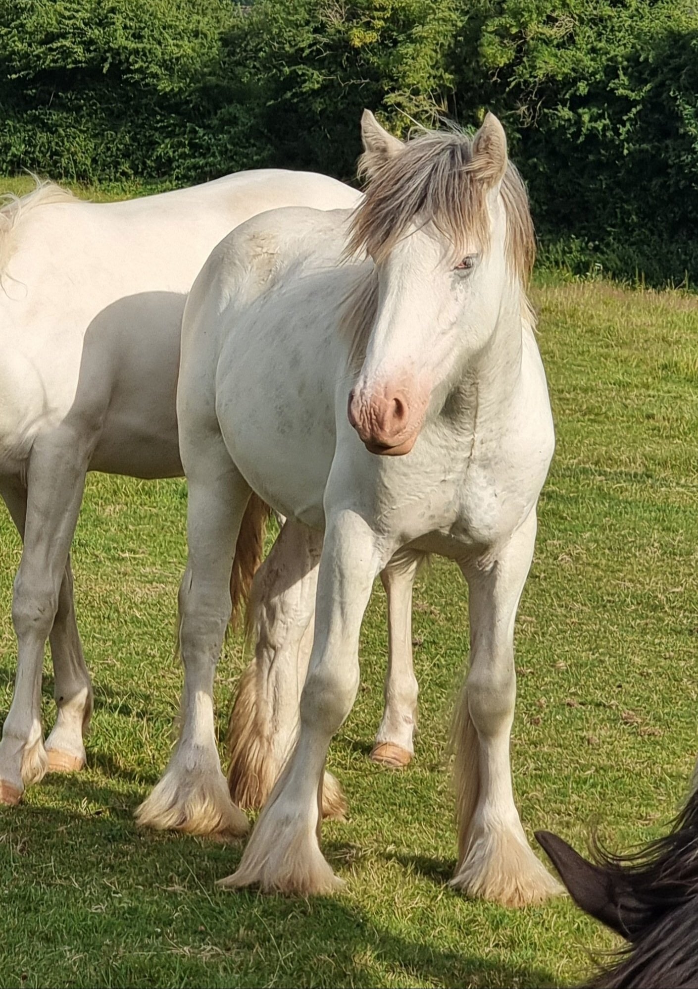 Abergavenny "Ewyas Jesse" Blue &amp; White Gelding Youngstock / Foal