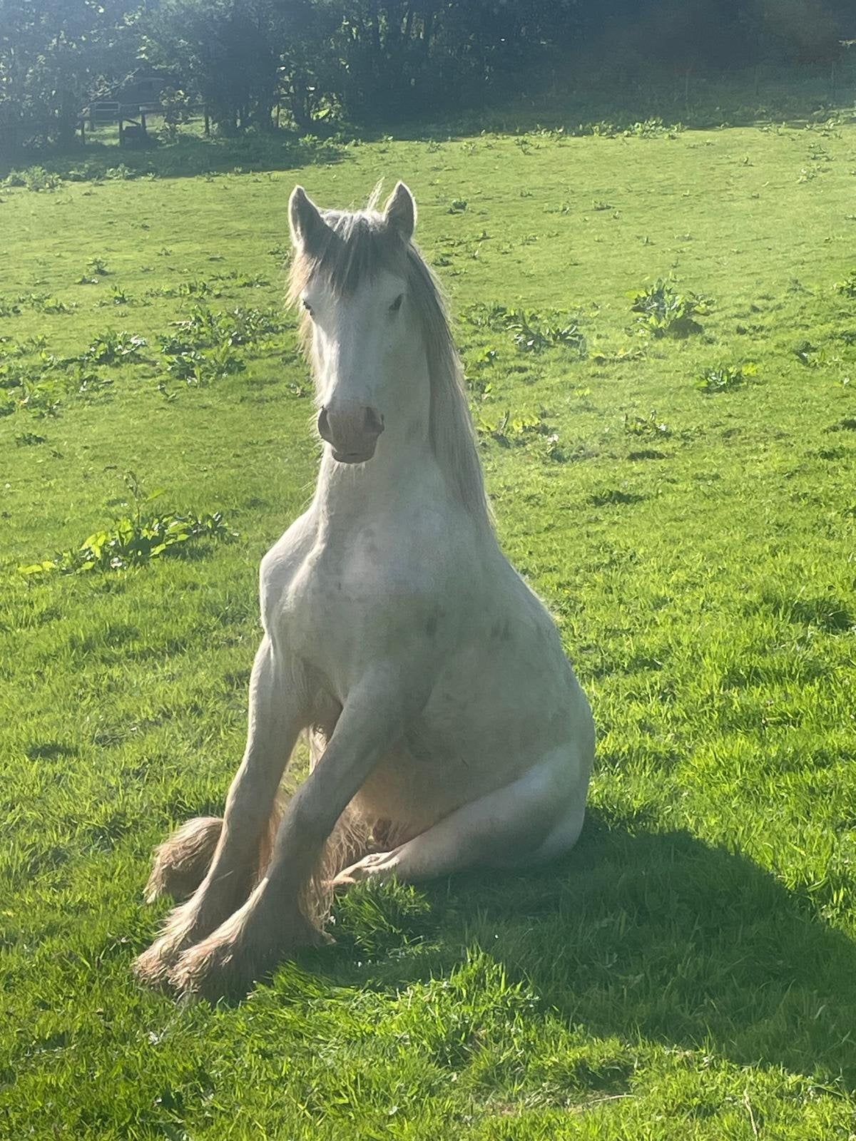 "Ewyas Jesse" Blue &amp; White Gelding Youngstock / Foal - Horses in Abergavenny