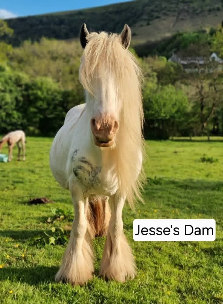 "Ewyas Jesse" Blue &amp; White Gelding Youngstock / Foal - Horses