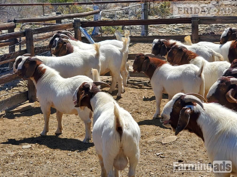 Quality health Boer Goats,and Nubian Goats for sale urgently. in Abbeydale