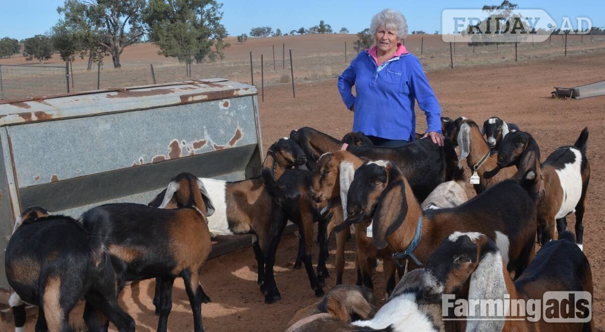 Abbeydale Quality health Boer Goats,and Nubian Goats for sale urgently.