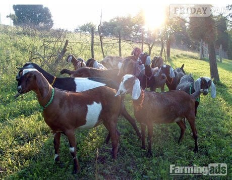 Quality health Boer Goats,and Nubian Goats for sale urgently. - Livestock in Abbeydale