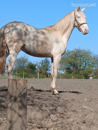 "Orchid Bendicion (Benjamin)" Cremello Gelding Spanish / Iberian Horse