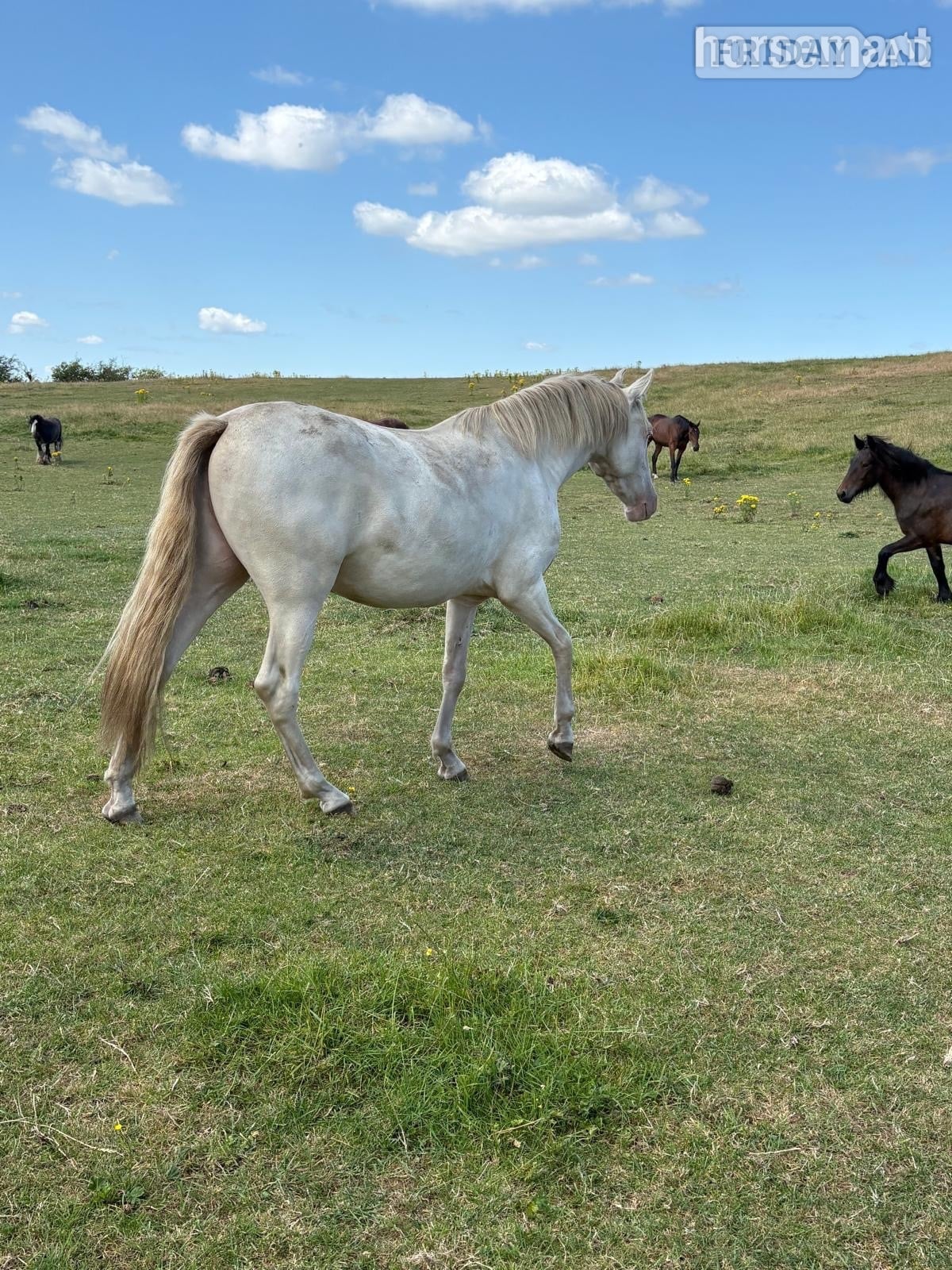 "Orchid Bendicion (Benjamin)" Cremello Gelding Spanish / Iberian Horse