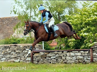 "Rianwyn Fairy Footsteps " Liver Chestnut Mare Pony Club Pony