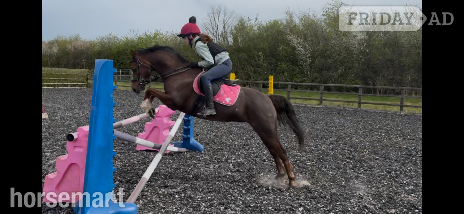 "Rianwyn Fairy Footsteps " Liver Chestnut Mare Pony Club Pony
