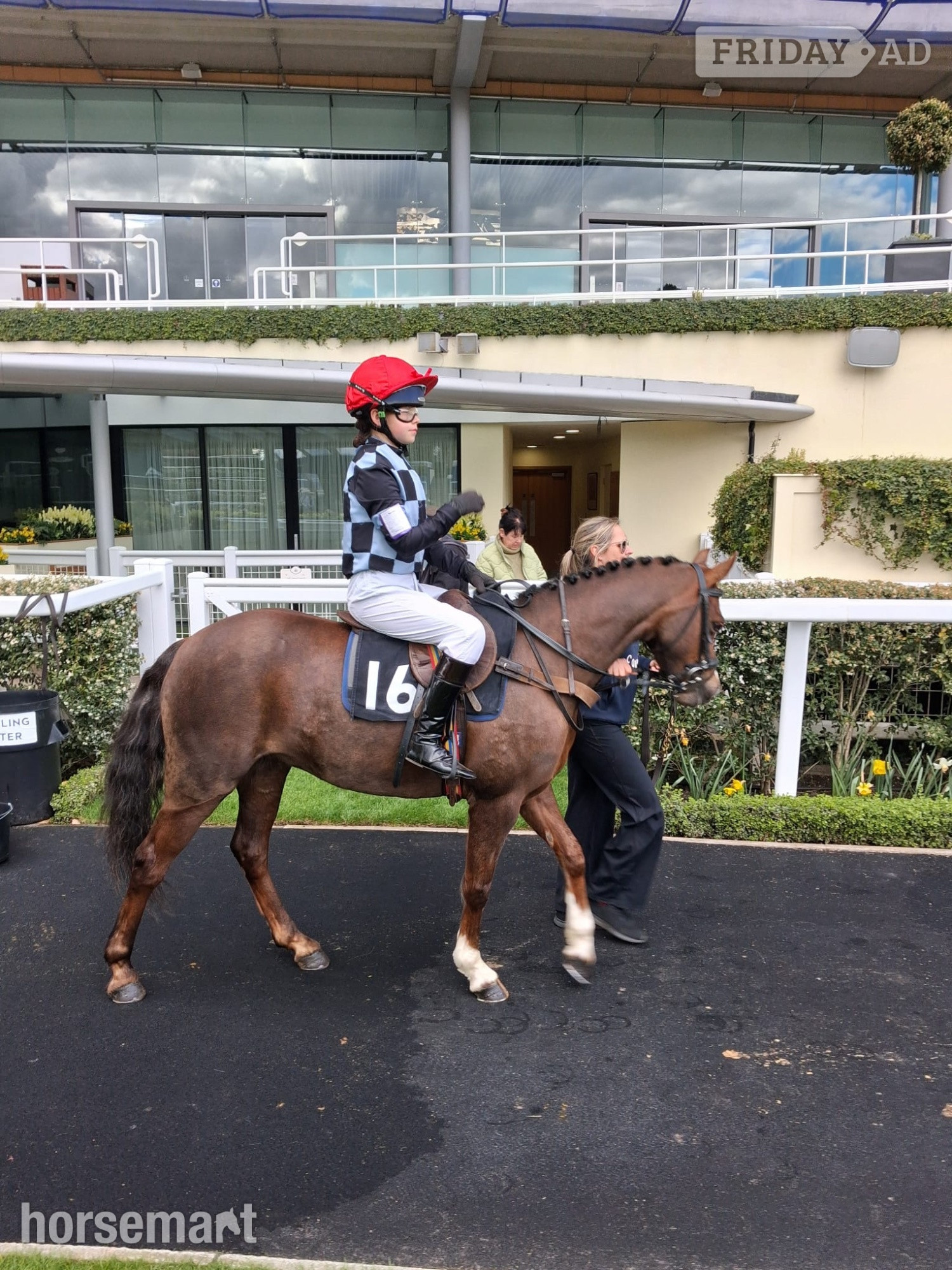 Cheltenham "Rianwyn Fairy Footsteps " Liver Chestnut Mare Pony Club Pony