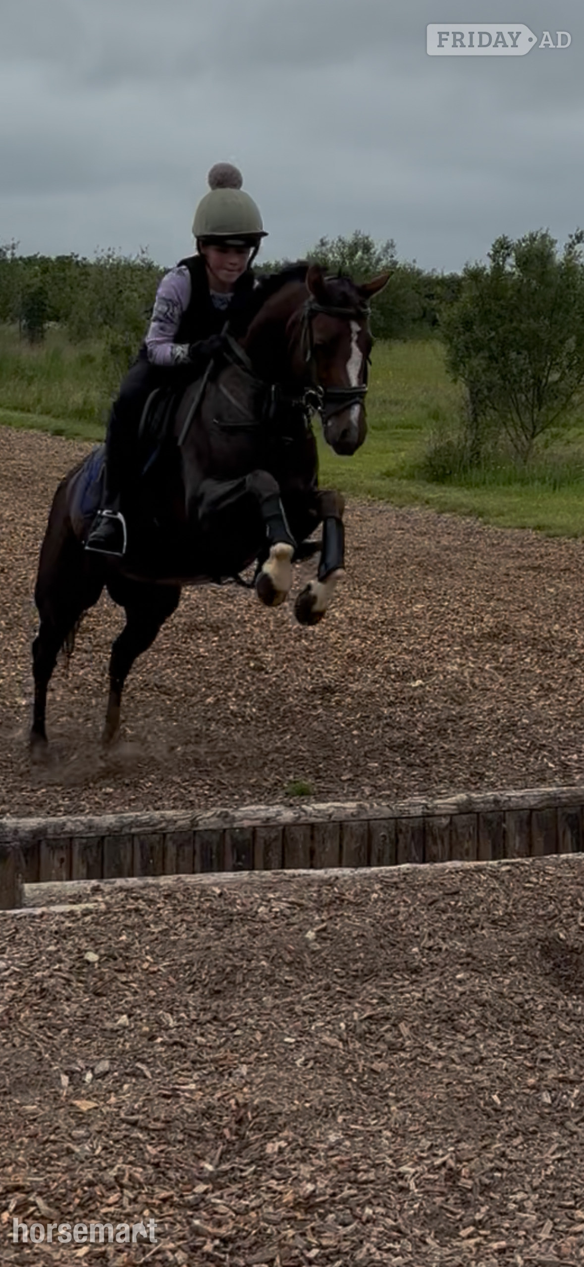 "Rianwyn Fairy Footsteps " Liver Chestnut Mare Pony Club Pony - Horses in Cheltenham