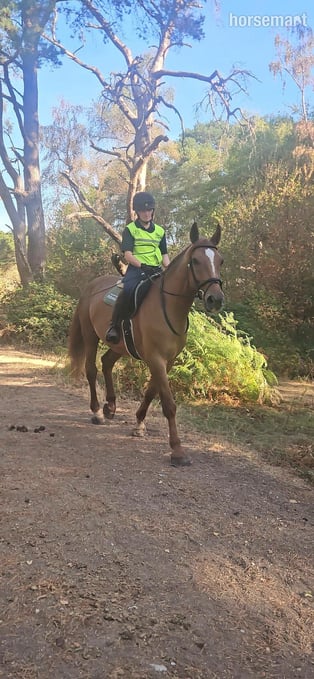 "Peanut " Chestnut Gelding Happy Hacker