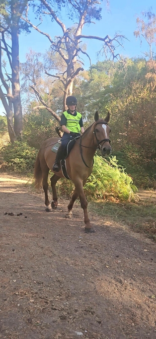 "Peanut " Chestnut Gelding Happy Hacker