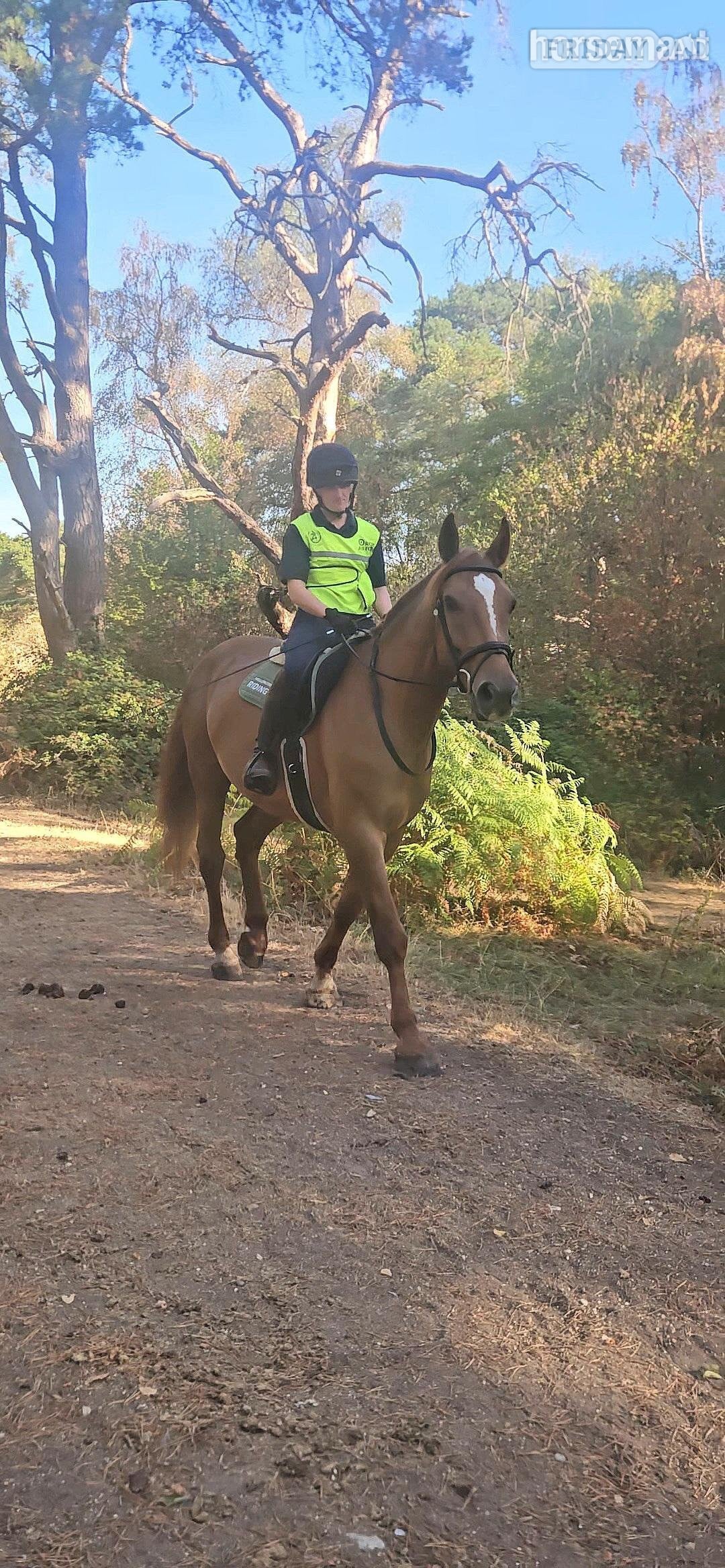 "Peanut " Chestnut Gelding Happy Hacker in Hook