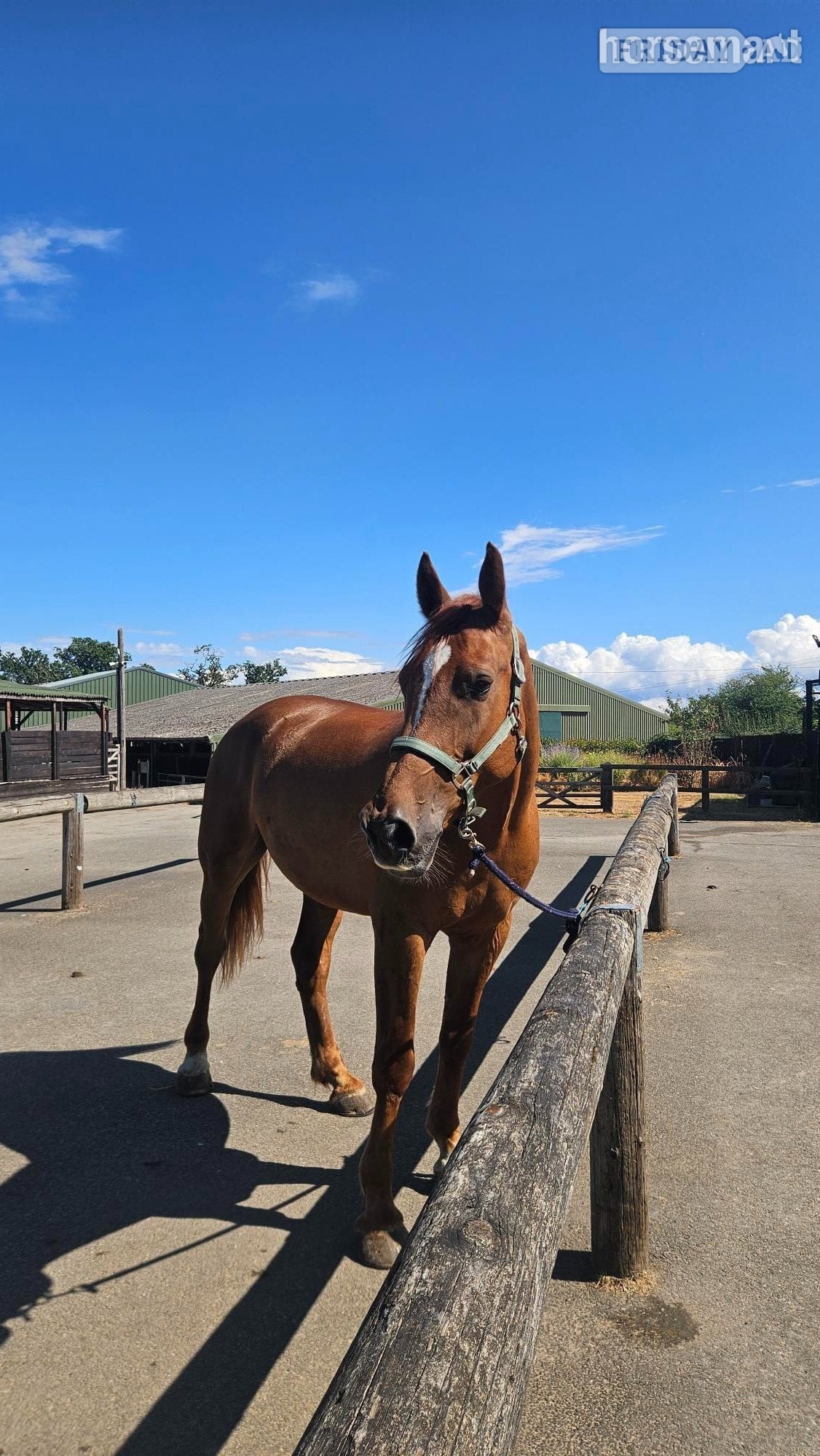 "Peanut " Chestnut Gelding Happy Hacker