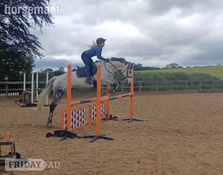 "Blake "  Gelding All Rounder in Hexham