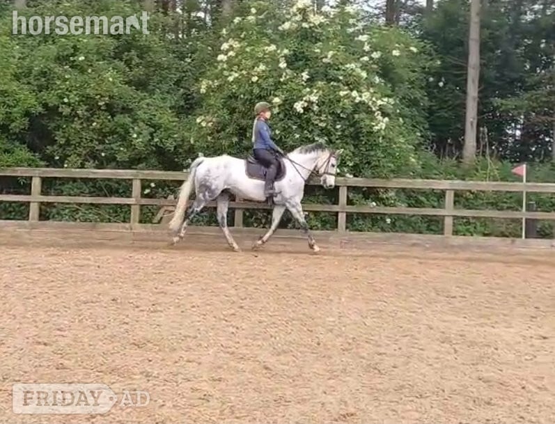 "Blake "  Gelding All Rounder