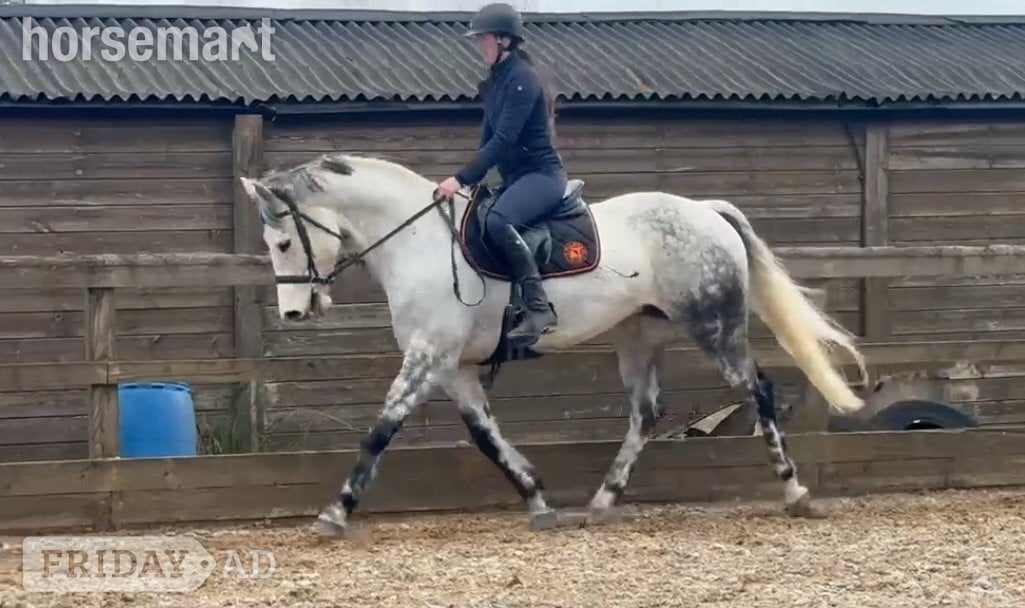 Hexham "Blake "  Gelding All Rounder