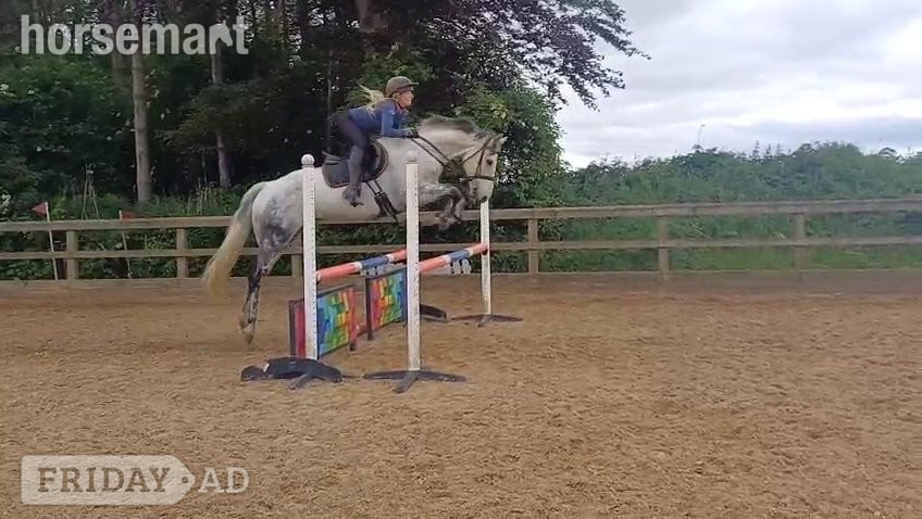 "Blake "  Gelding All Rounder - Horses in Hexham