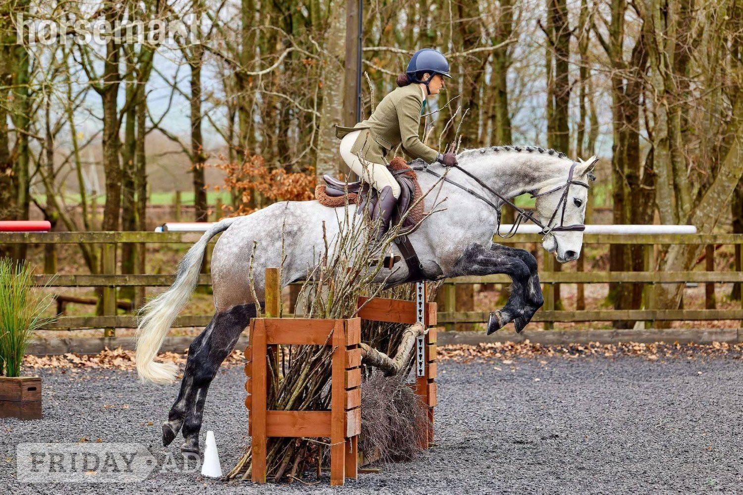 "Blake "  Gelding All Rounder - Horses