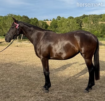 "Roxy" Black Filly All Rounder
