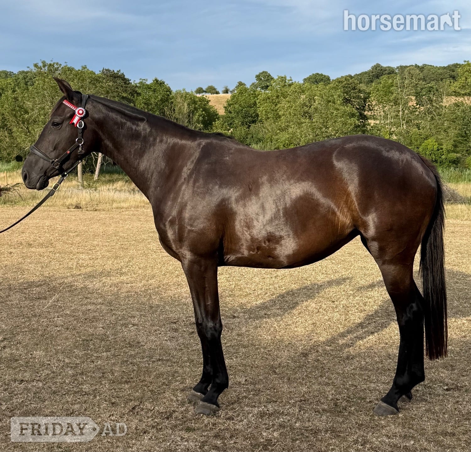 "Roxy" Black Filly All Rounder in Worcester