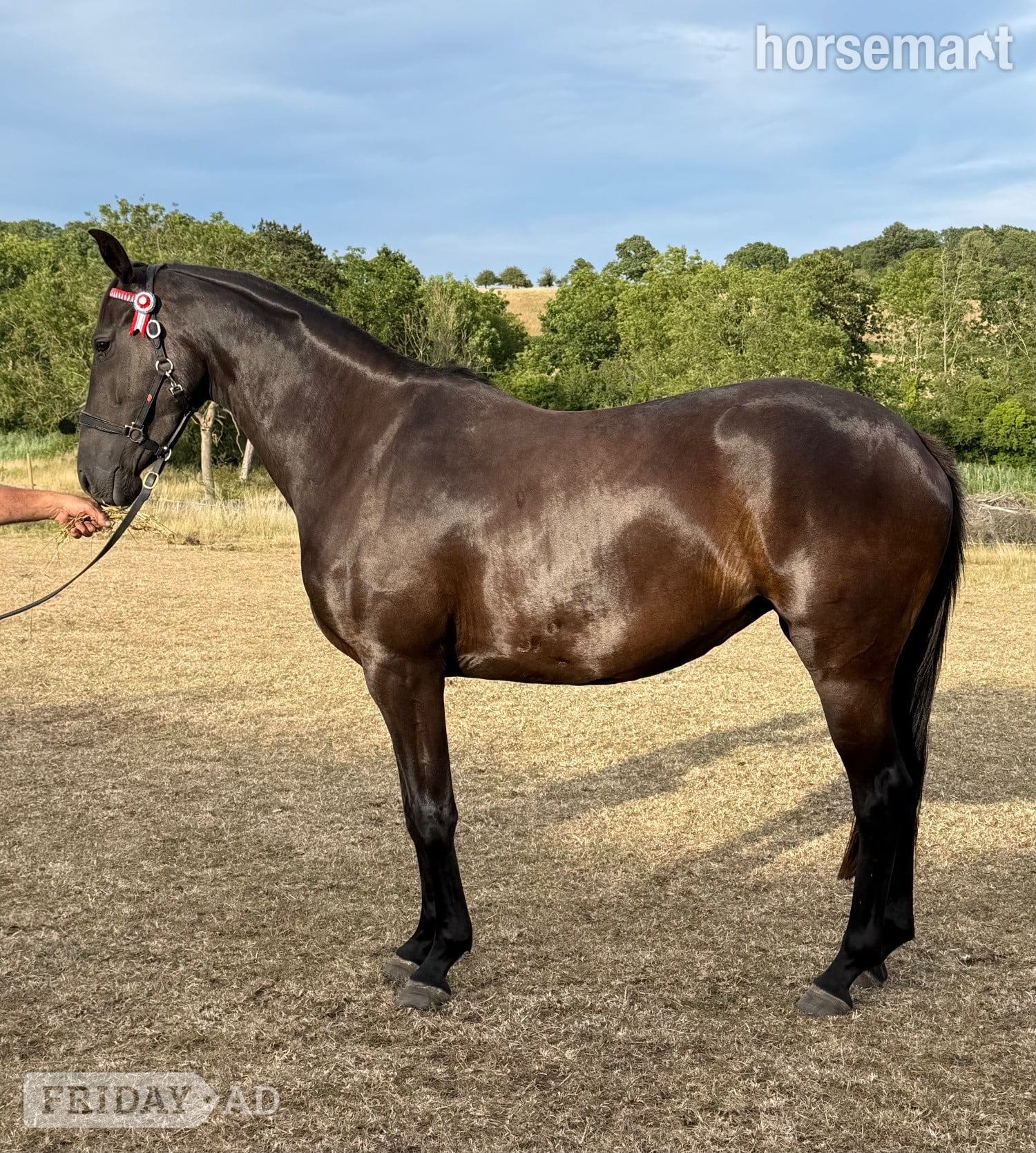 "Roxy" Black Filly All Rounder