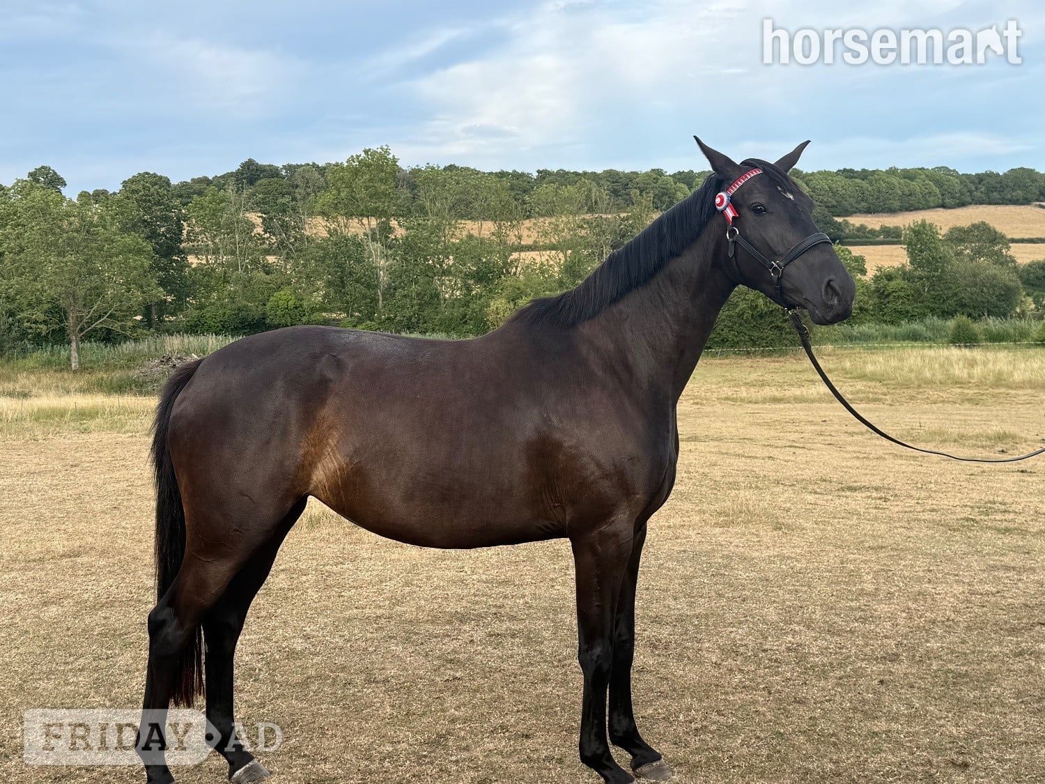 Worcester "Roxy" Black Filly All Rounder