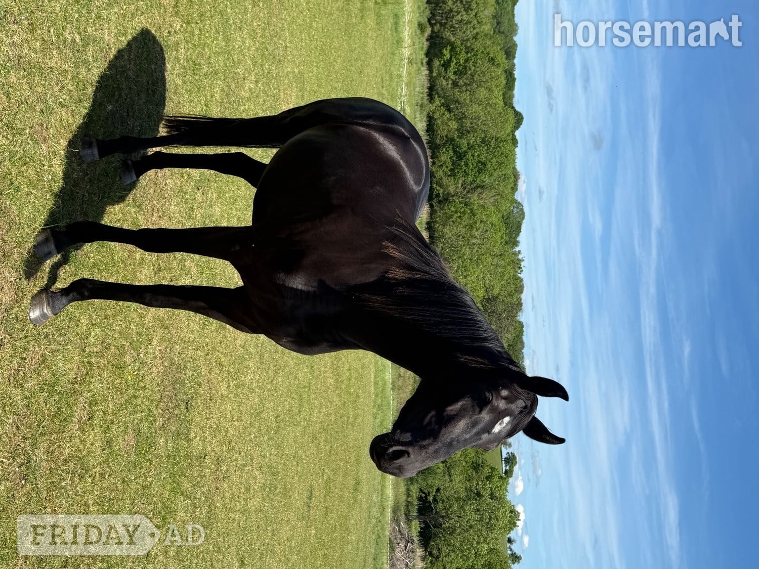 "Roxy" Black Filly All Rounder - Horses in Worcester