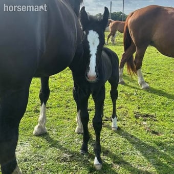 "Ffynnoncadno Riverman" Grey Colt Youngstock / Foal