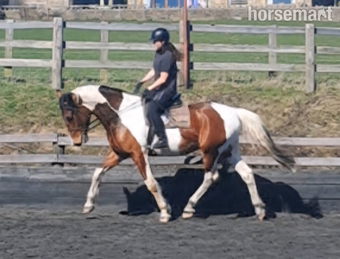 "Finley: genuine, homebred gelding" Tobiano Gelding All Rounder